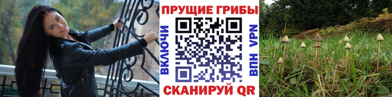 Псилоцибиновые грибы прущие грибы  закладка  Поронайск 